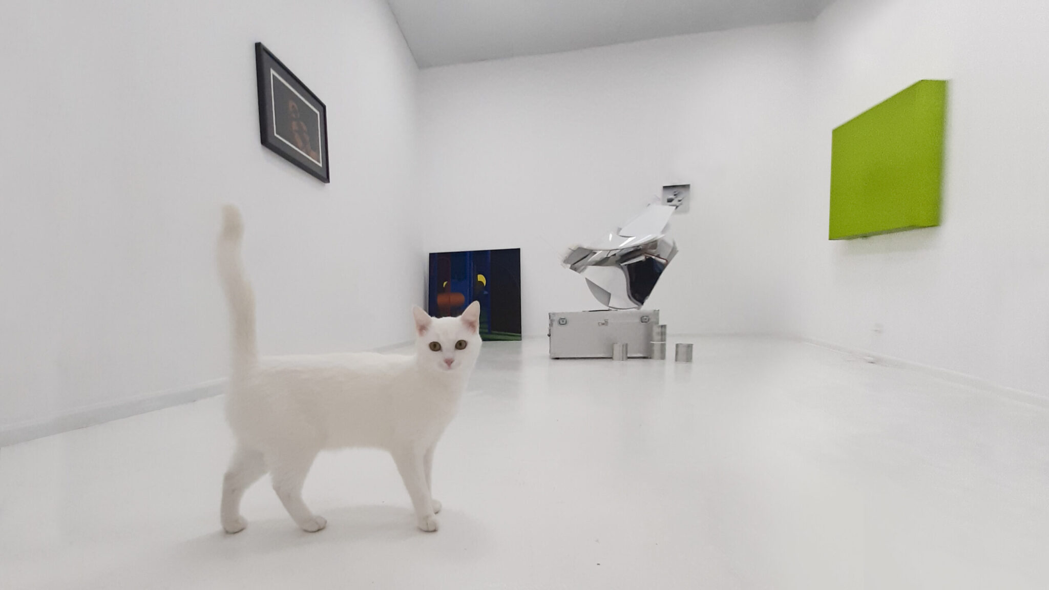 biały kot na wystawie Pustostan w Kąt Kultury